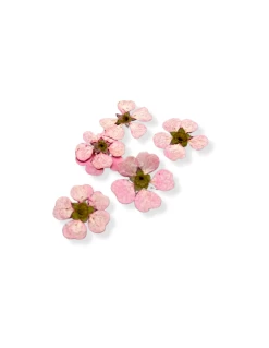 Fiori Di Bach Cherry Plum Rosa