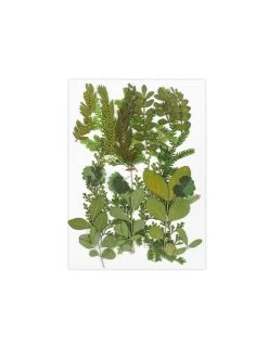 Green Leaves Collection