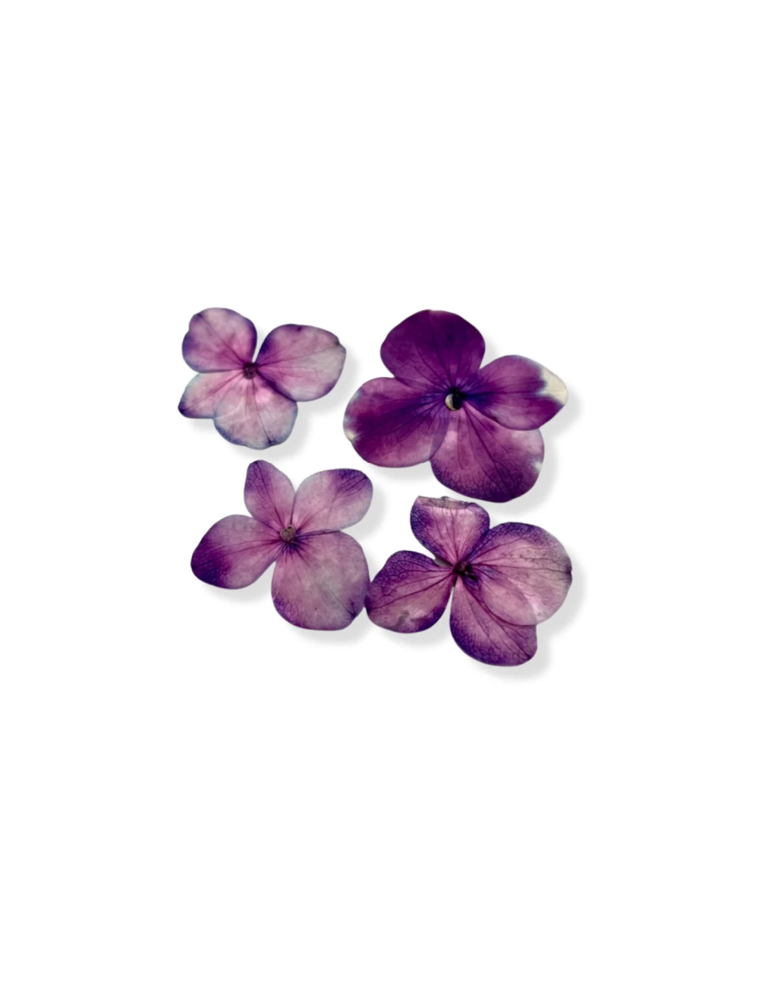 Ortensia Viola 3 Ortensia Viola