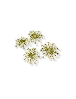 Pizzo Regina Anna Bianco