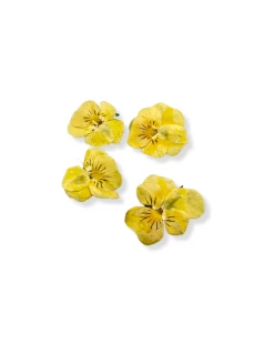 Viola Del Pensiero Gialla