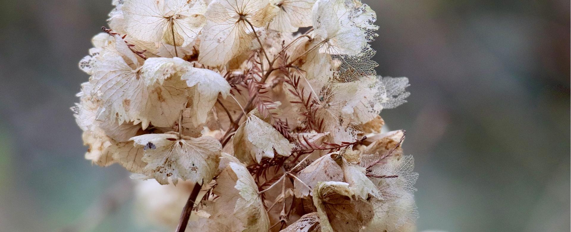 Negozio Di Giocattoli Alla Moda -Negozio Di Giocattoli Alla Moda hydrangea 8626927 1920